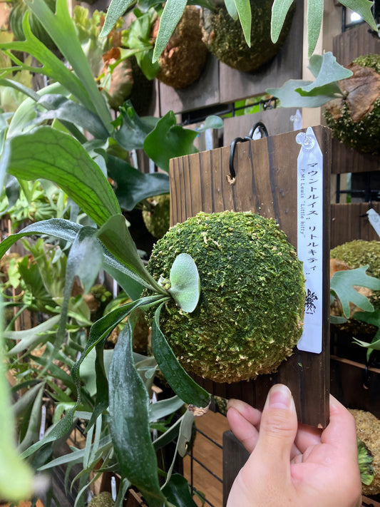 なぜPLANTCLUBが仕立てる水苔はボリュームがあるのか?その理由とは。