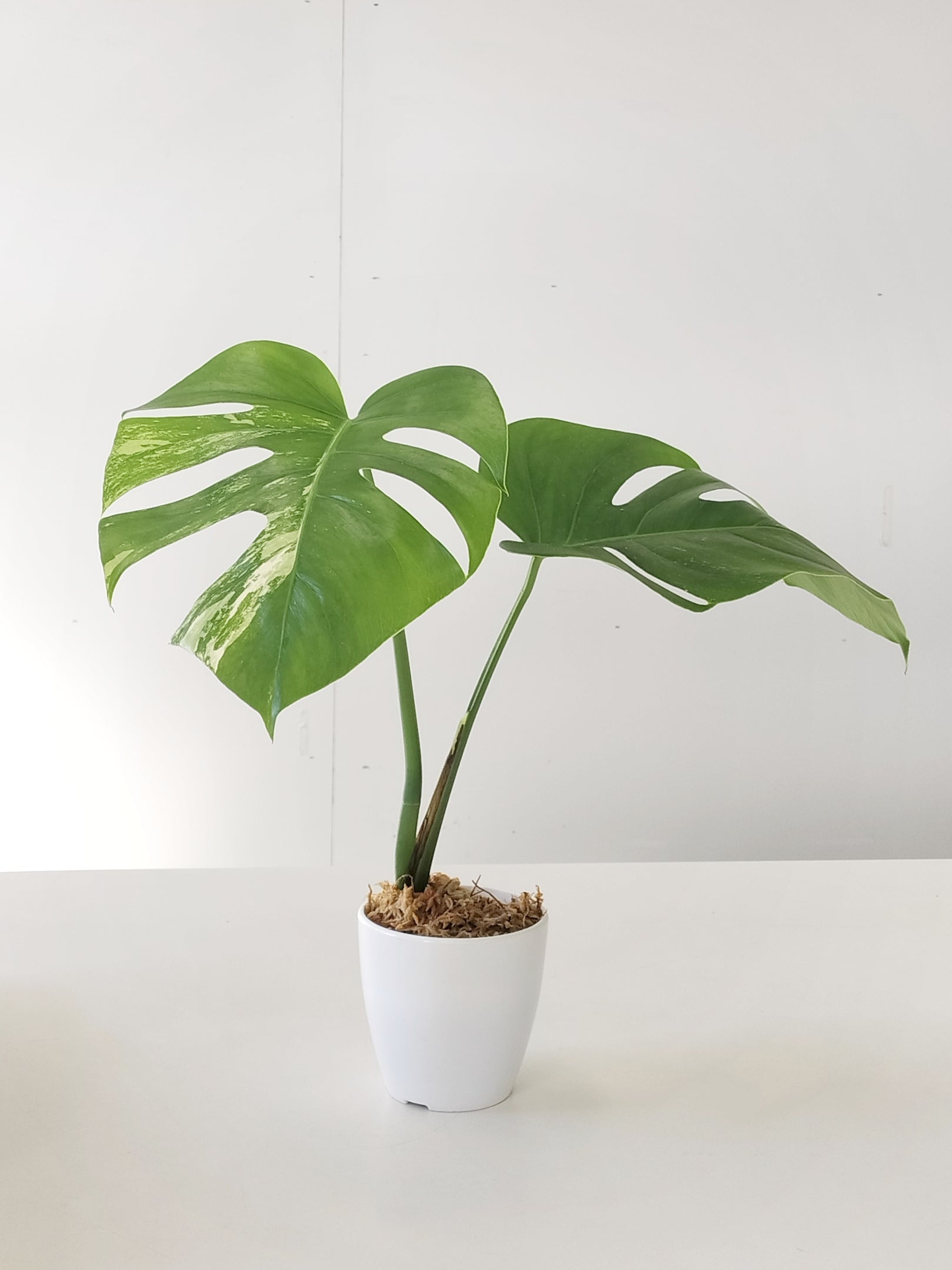 白斑入りモンステラ 【No.３】根は充分に伸びています 観葉植物