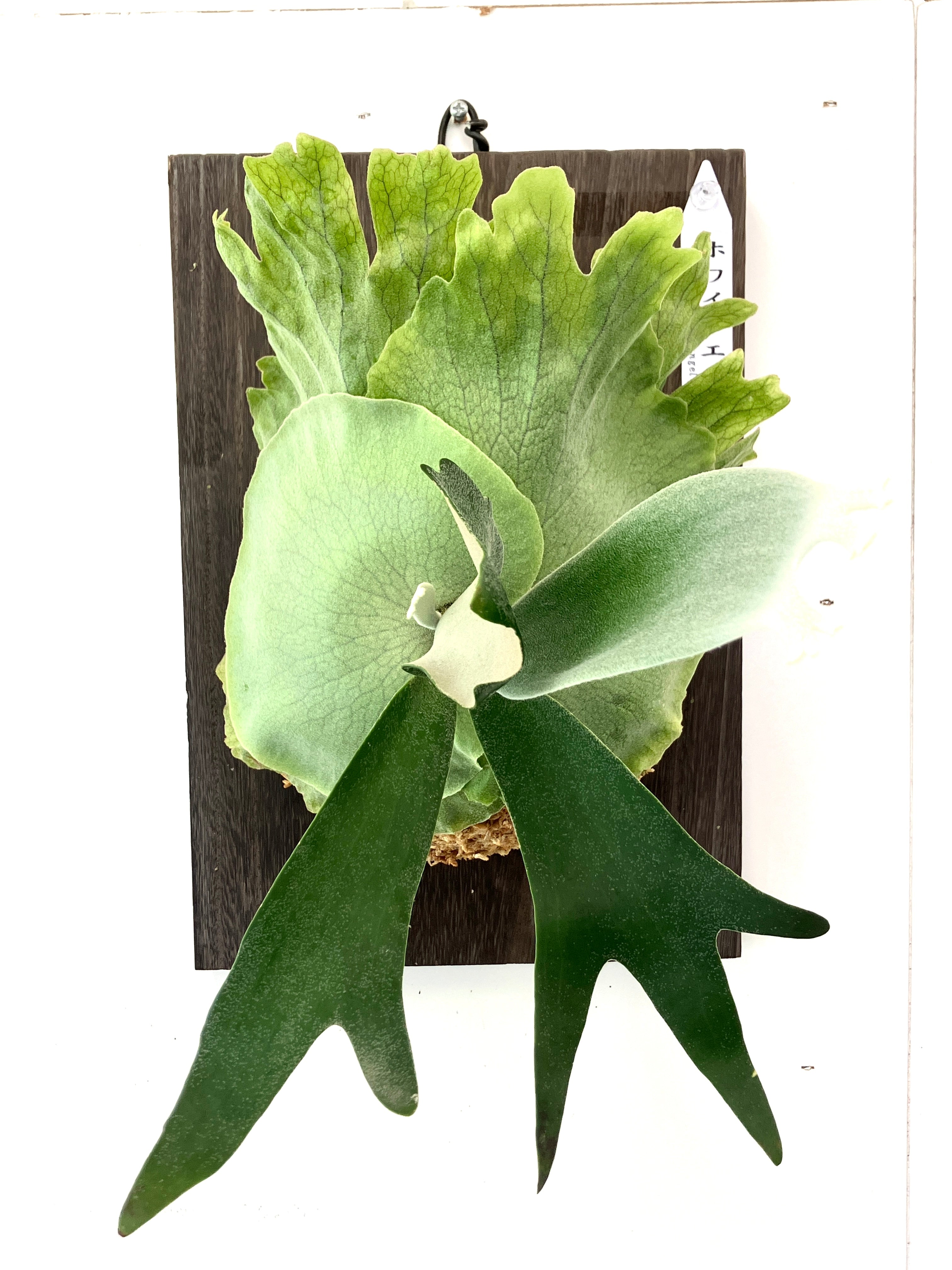 ビカクシダ P. willinckii IZANAGI 伊弉諾イザナギ　子株22 ビカクシダ P.willinckii Izanagi OC P.willinckii 伊弉諾