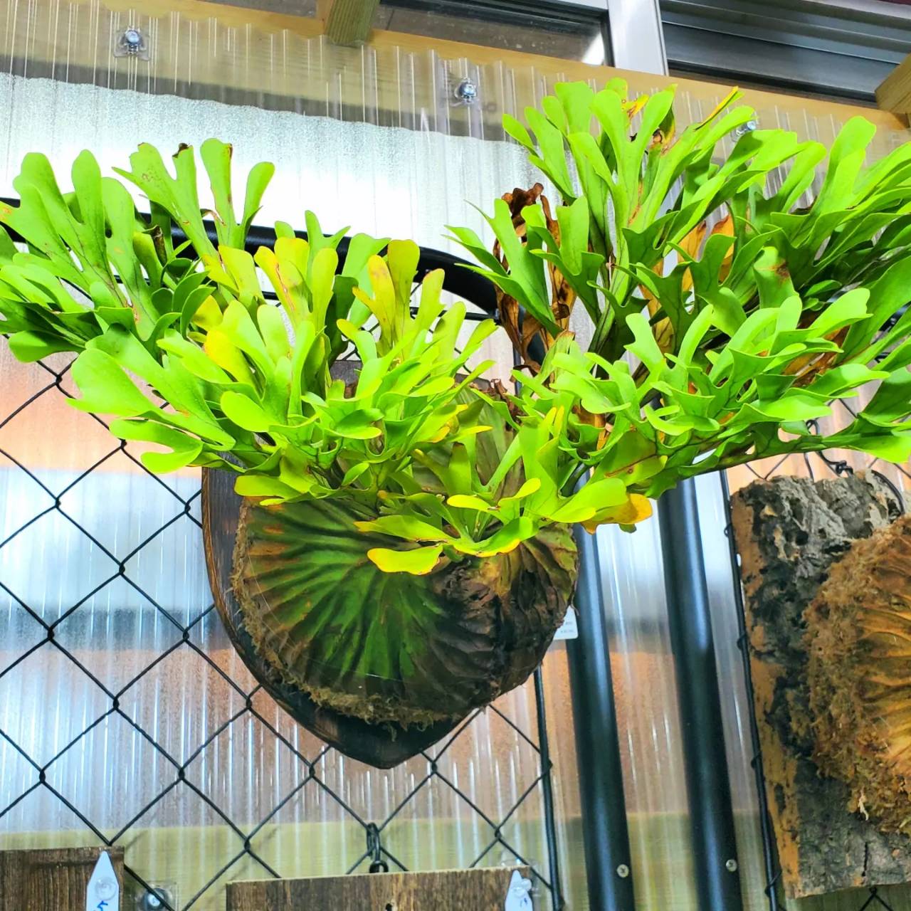 ビカクシダ専門店プラントクラブについて – PLANT CLUB