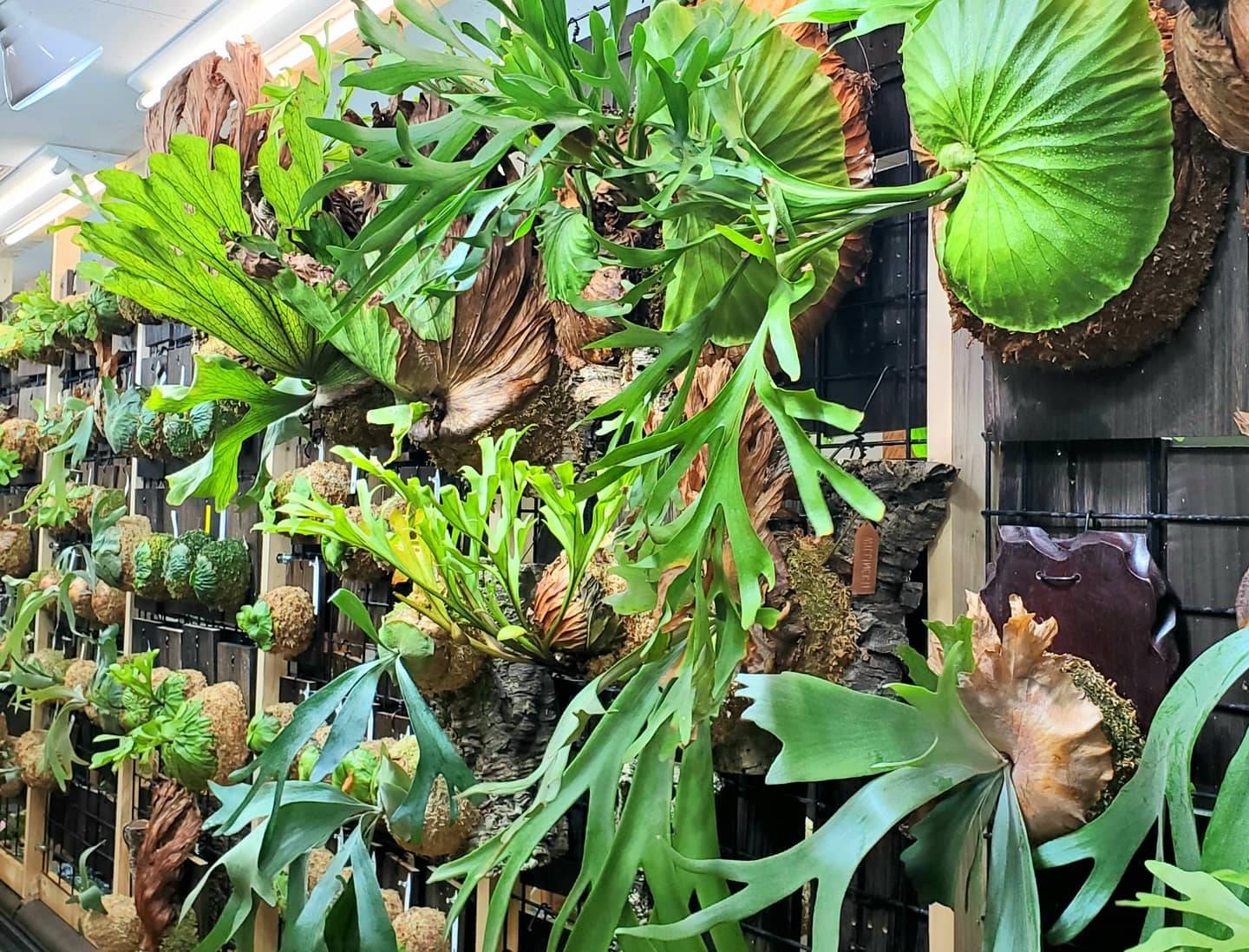 PLANT CLUB