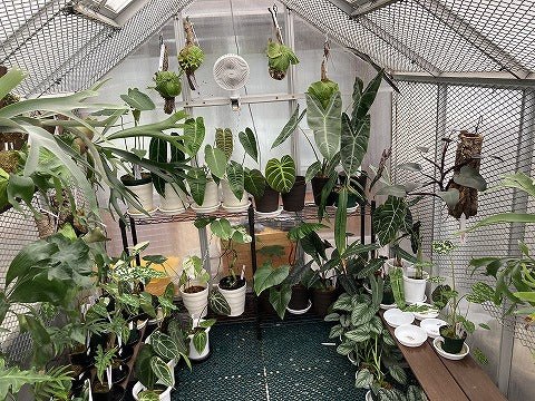 ビカクシダ専門店プラントクラブについて – PLANT CLUB