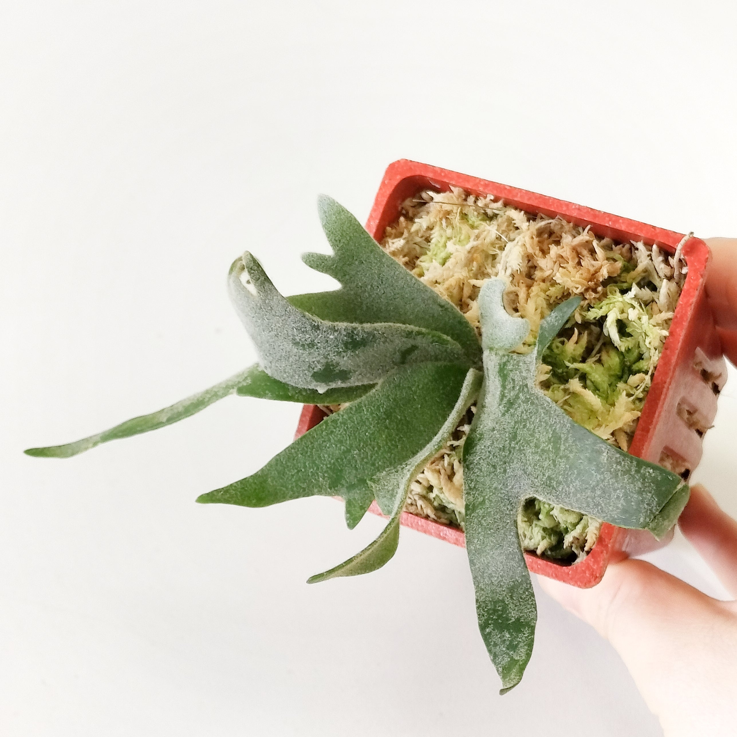 ビカクシダ – PLANT CLUB