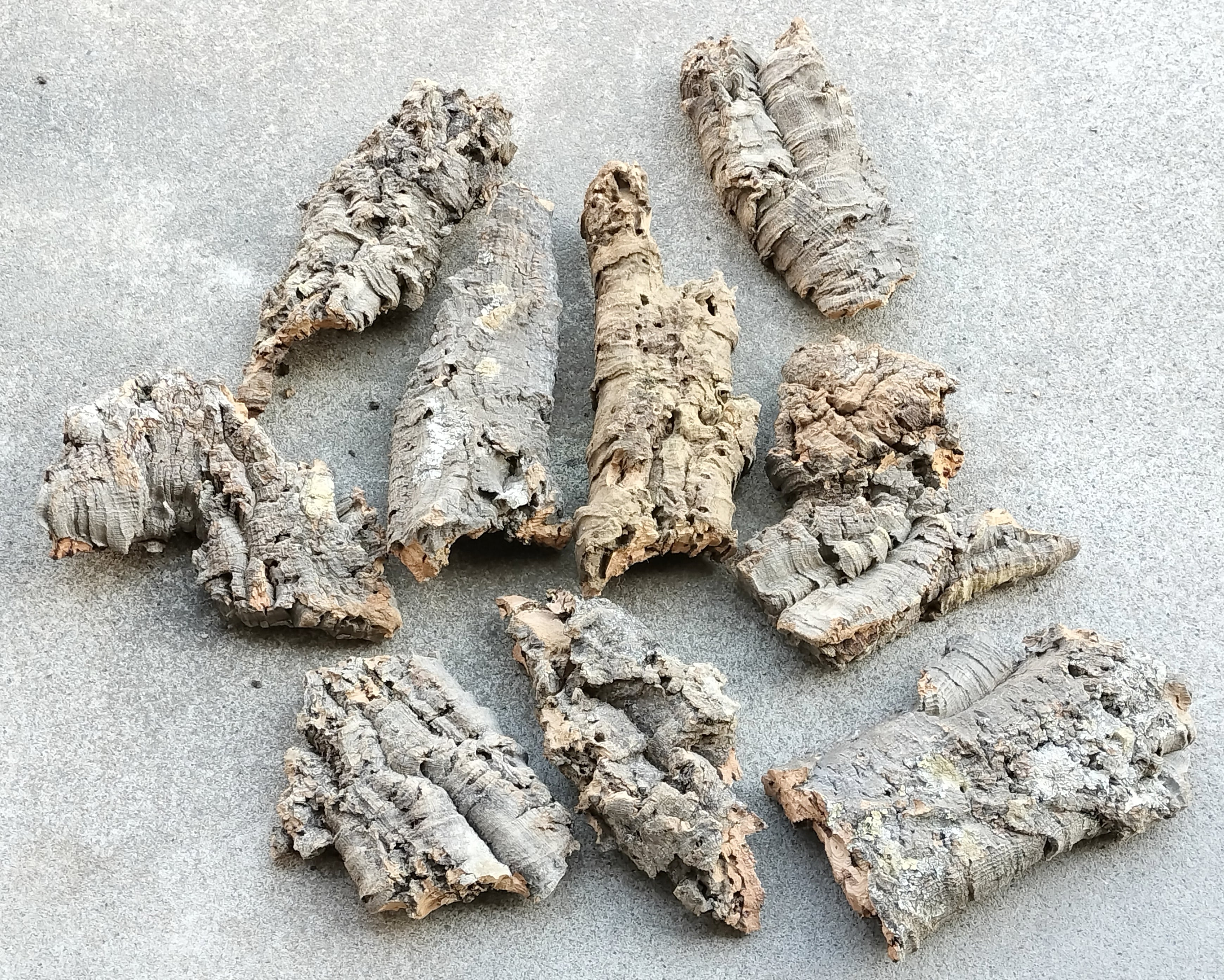 新着商品 – PLANT CLUB