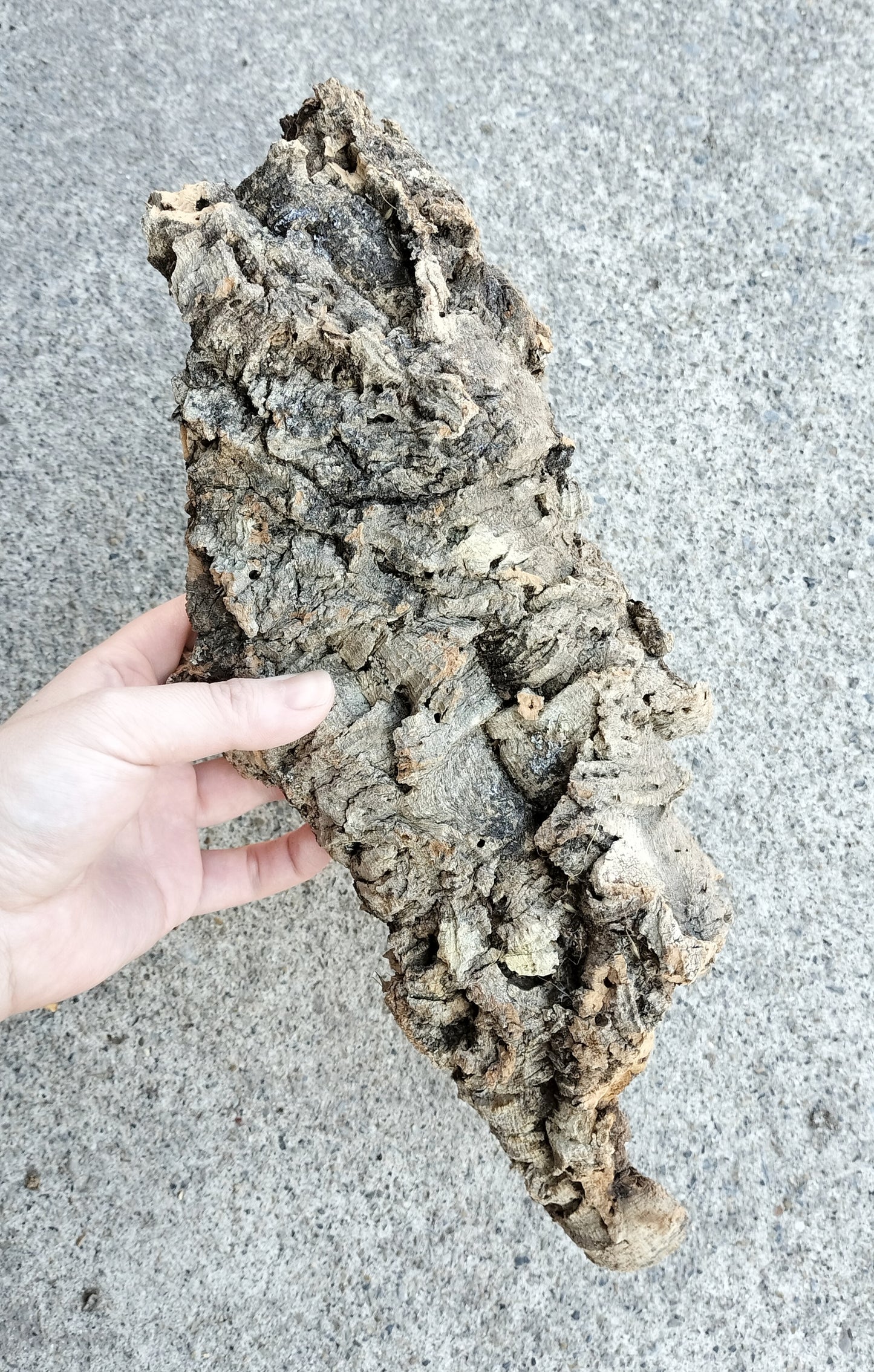 コルク　アソート　大　３個セット