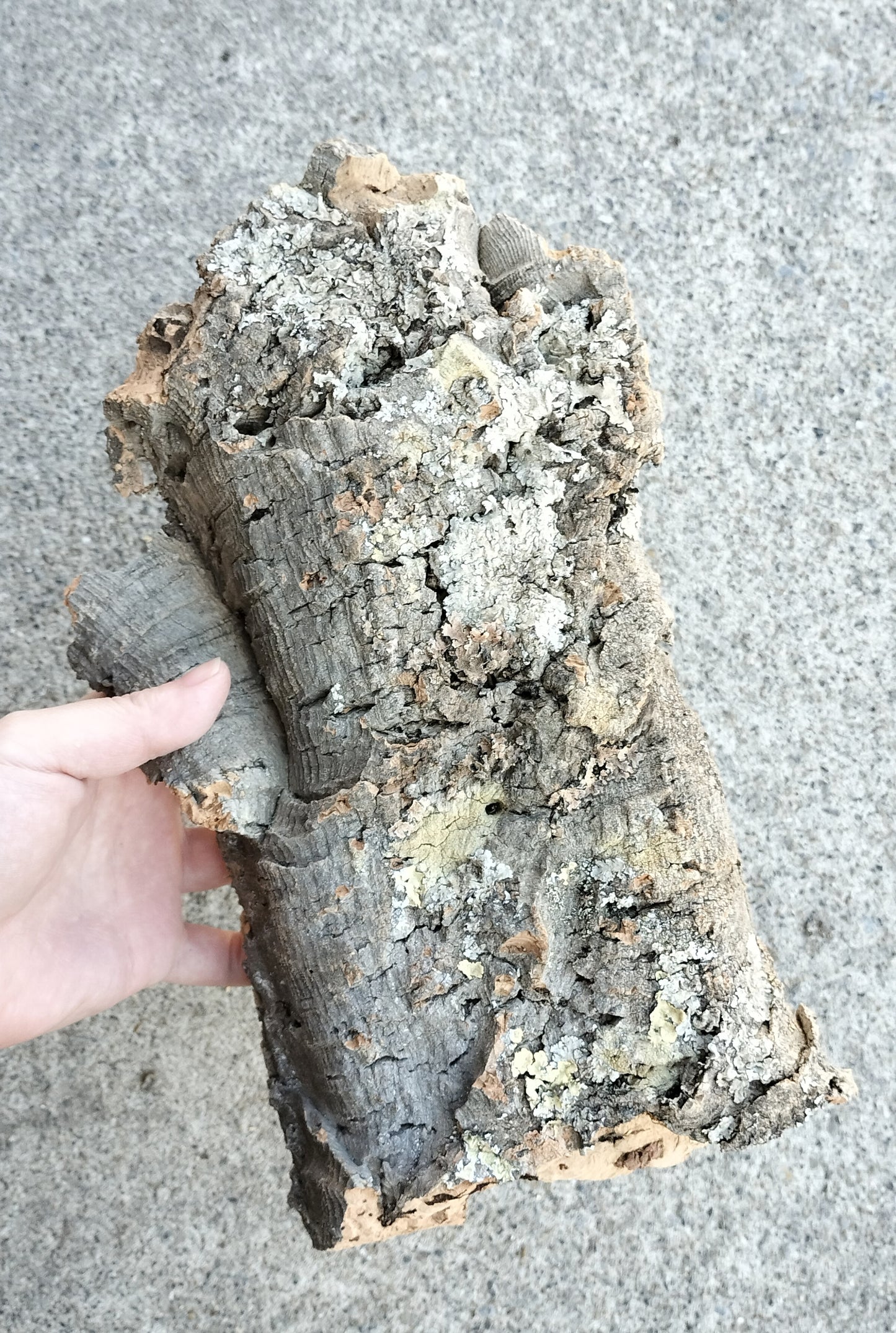 コルク　アソート　大　３個セット