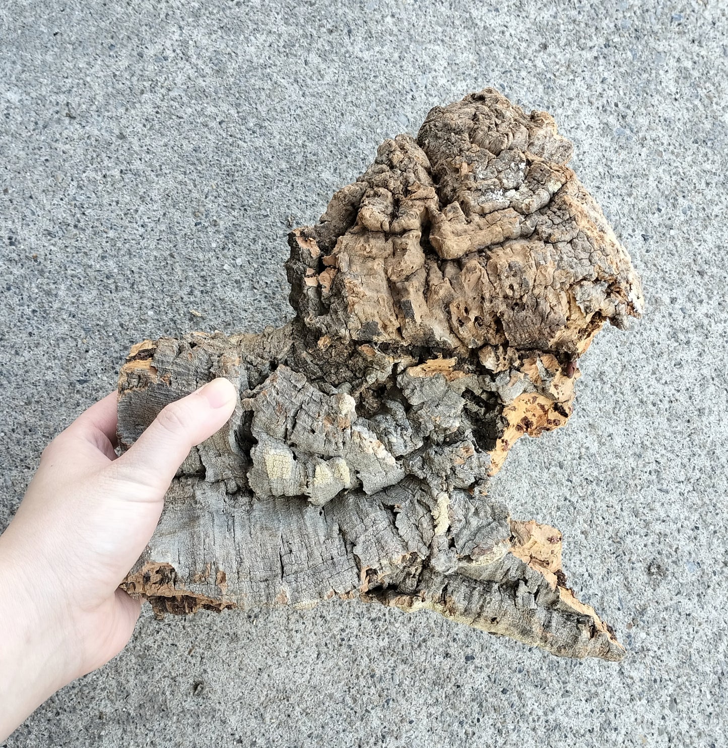 コルク　アソート　大　３個セット