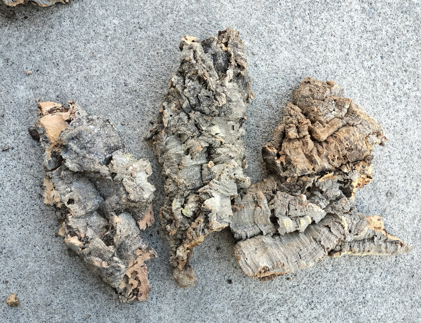 コルク　アソート　大　３個セット