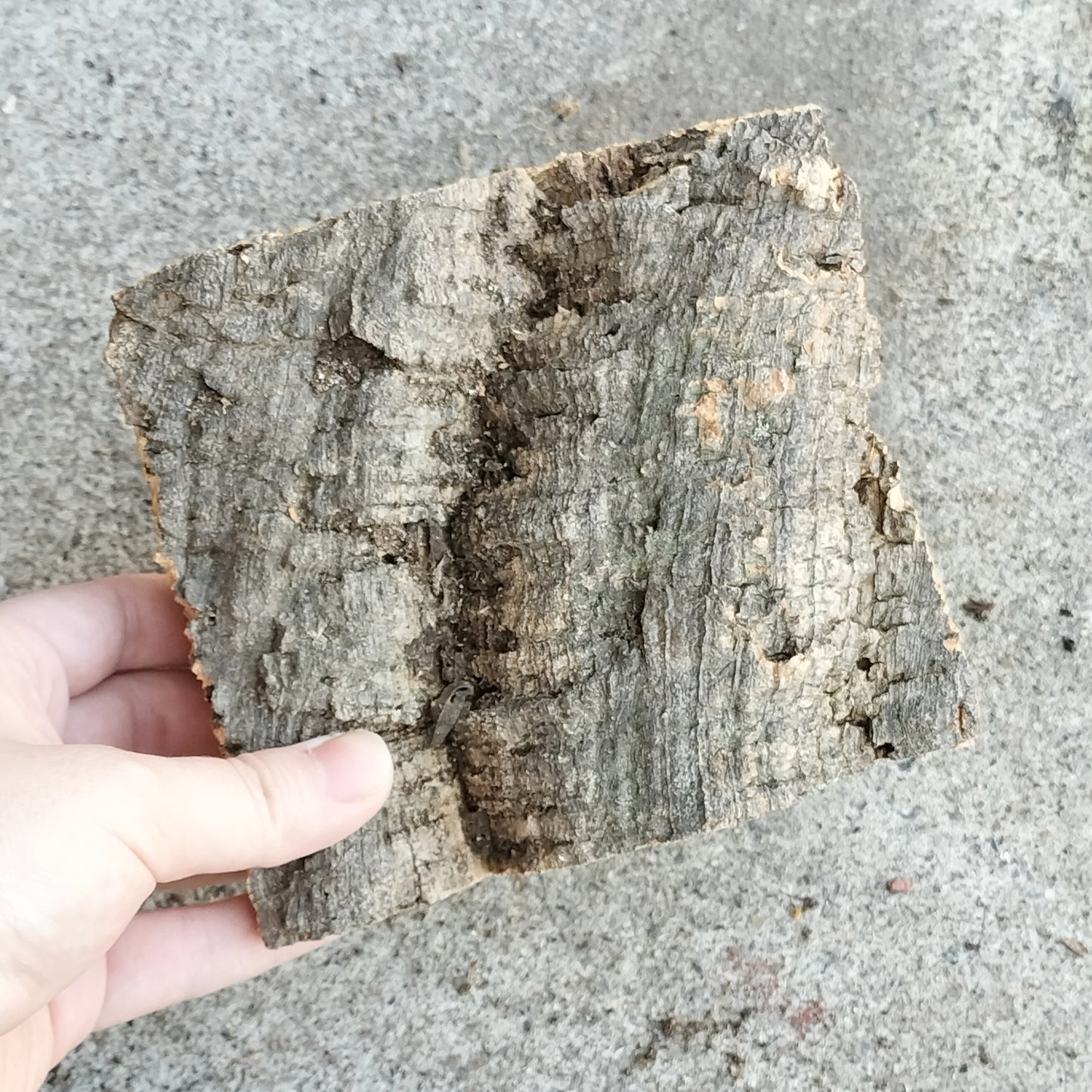 バークコルク　S