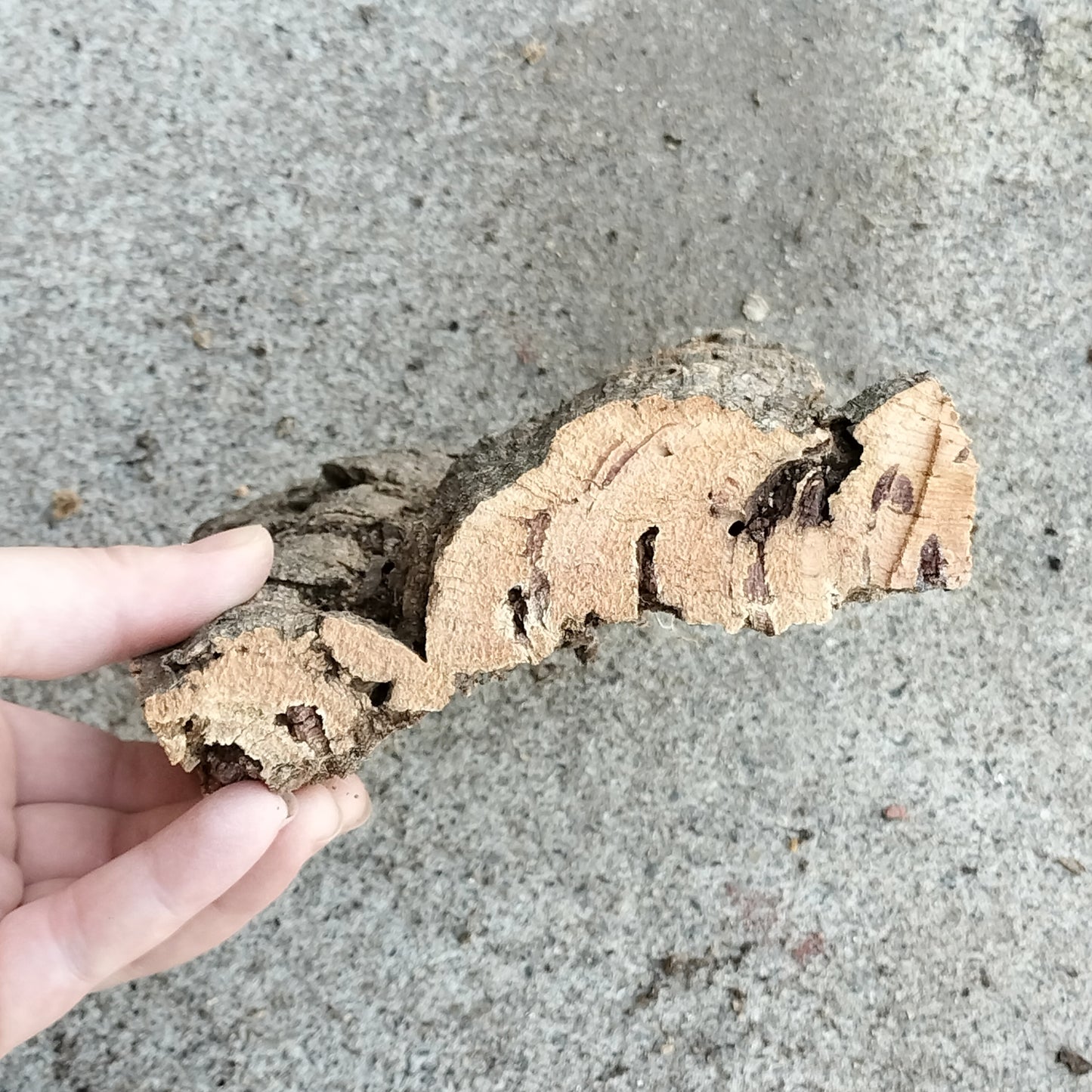 バークコルク　S