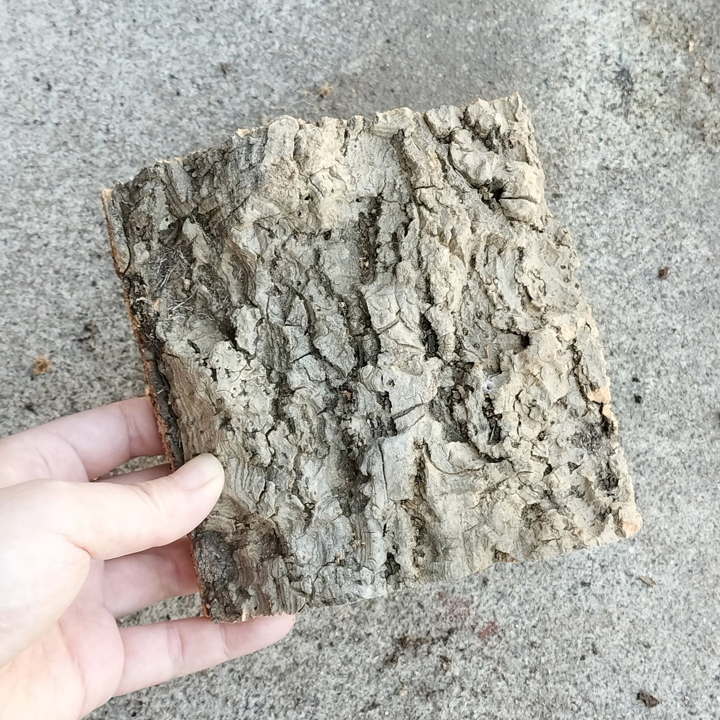 バークコルク　S