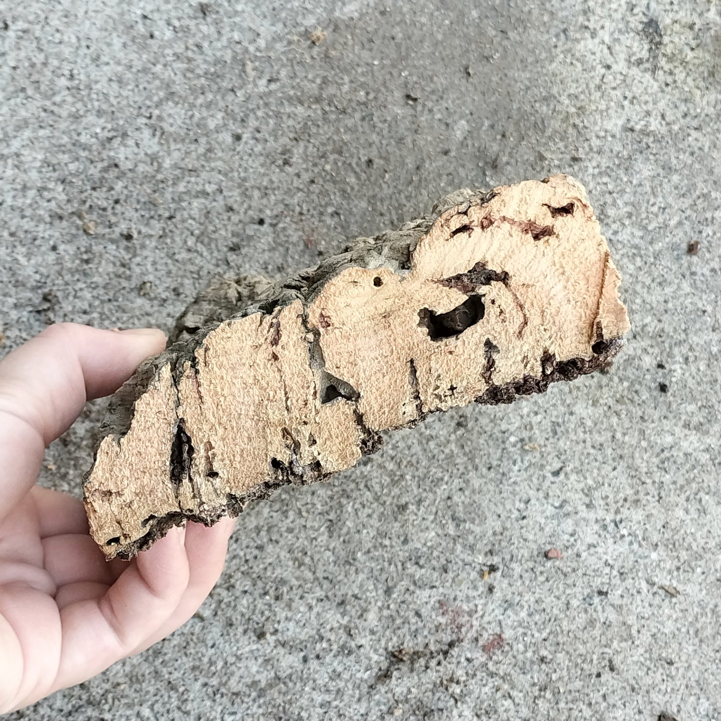 バークコルク　S