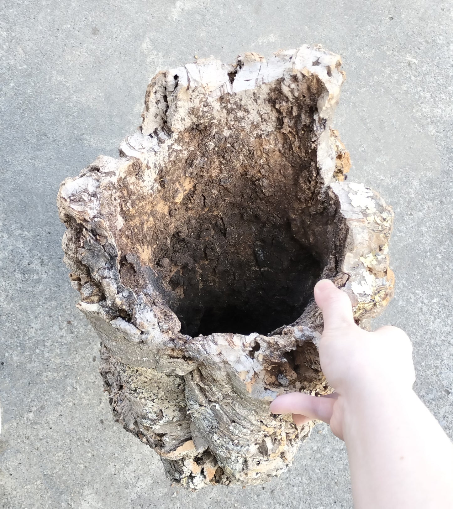 セレクトコルクB