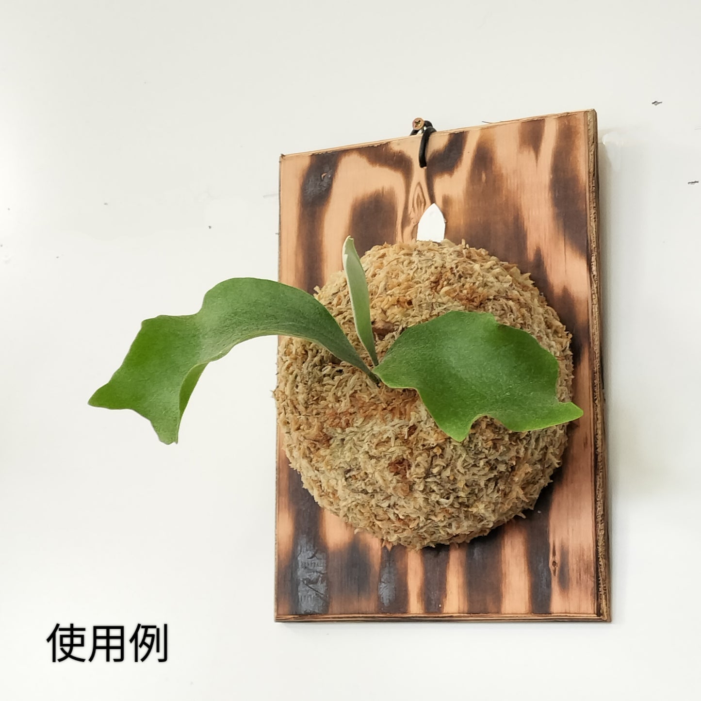 仕立てセット　四角板　大