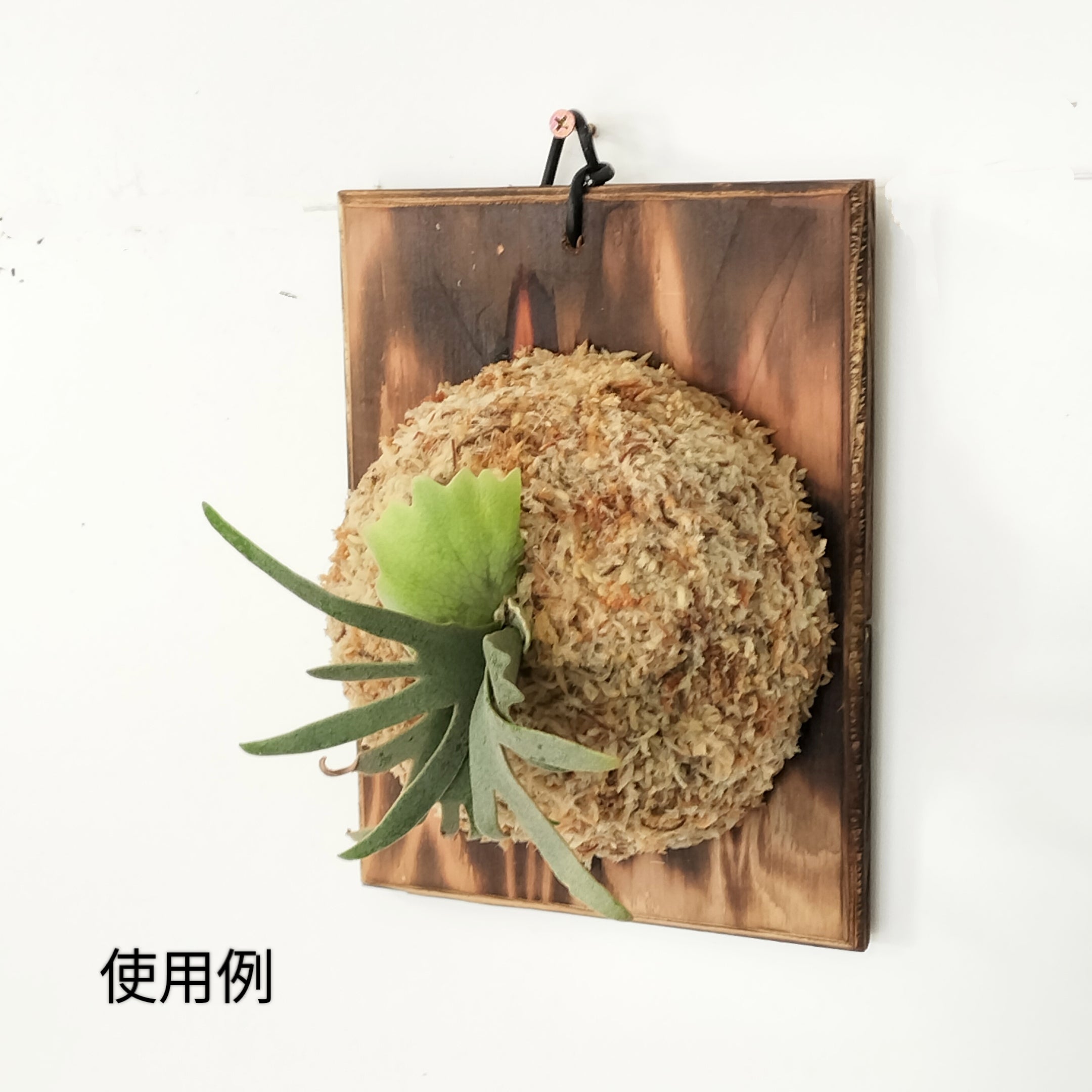 仕立てセット 四角板 小 – PLANT CLUB
