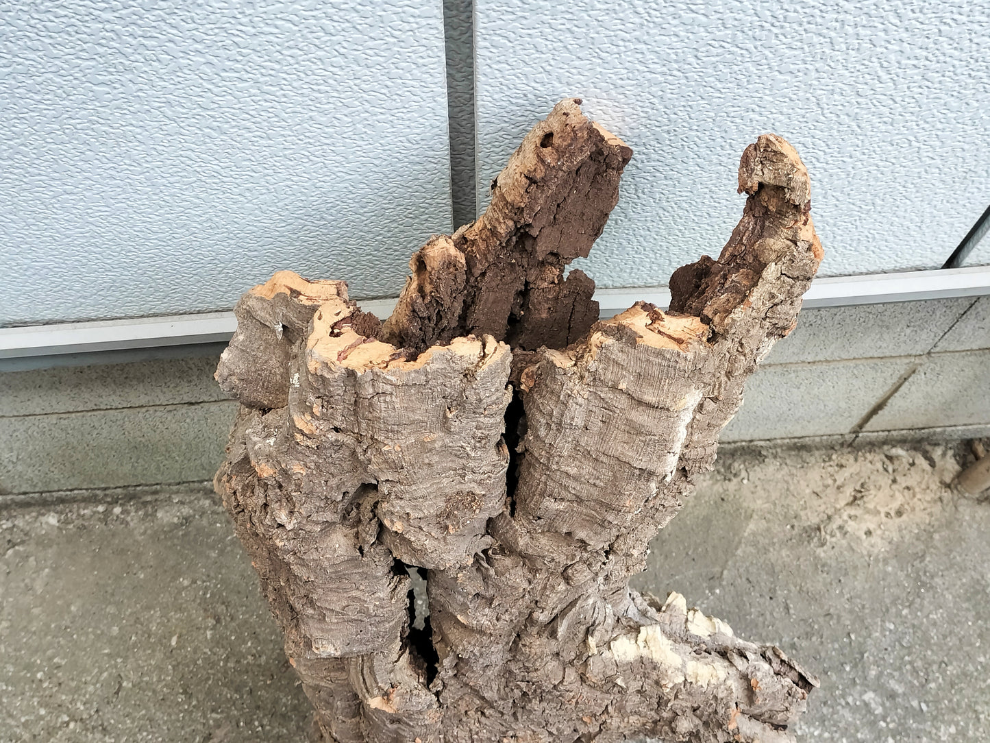 セレクトコルクD