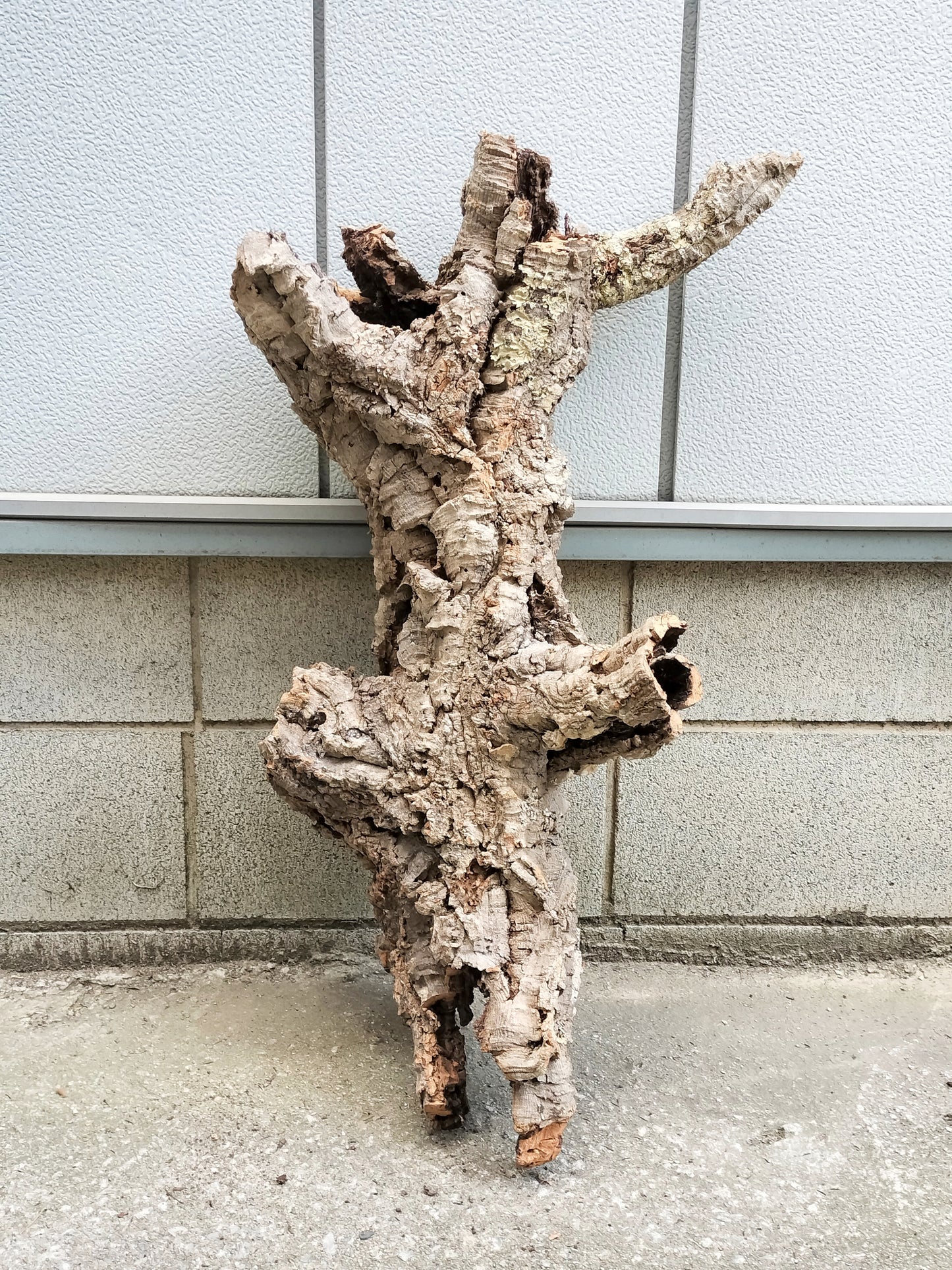 セレクトコルクD