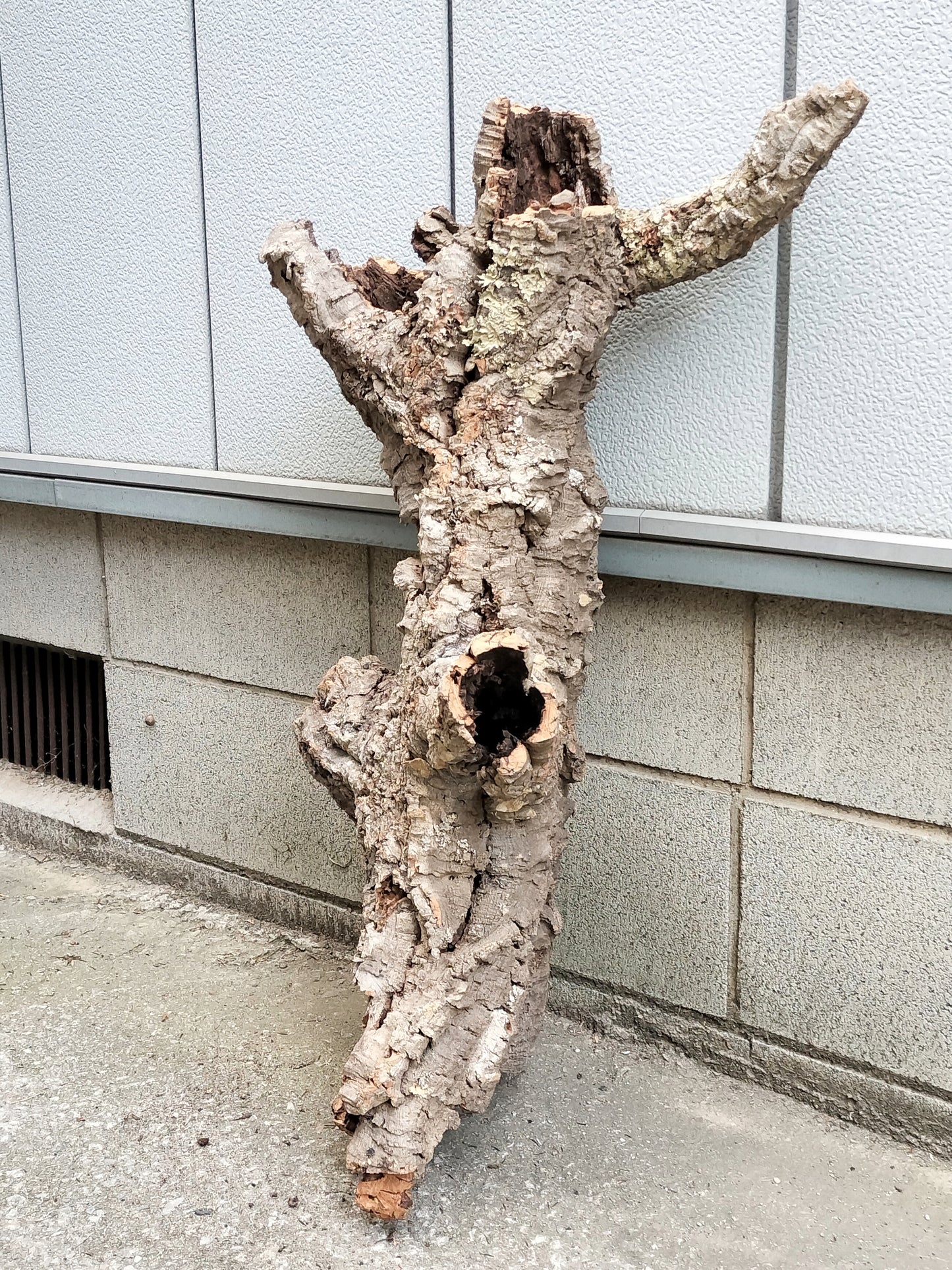 セレクトコルクD