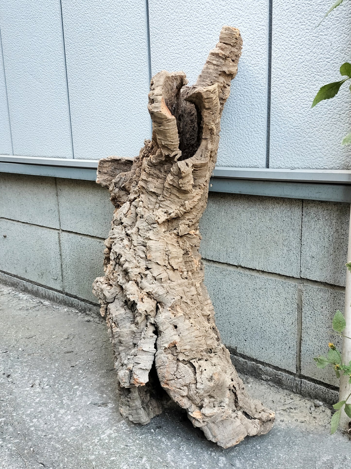 セレクトコルクE