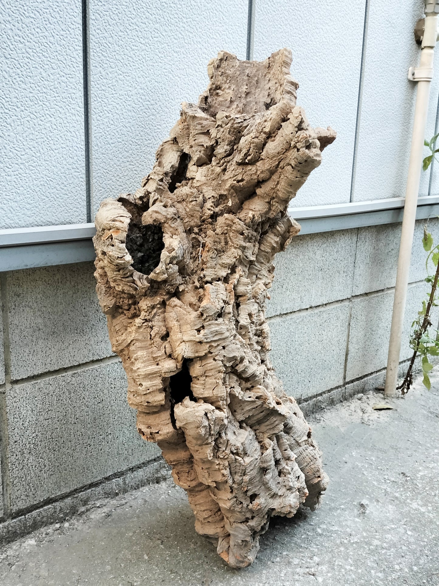 セレクトコルクE