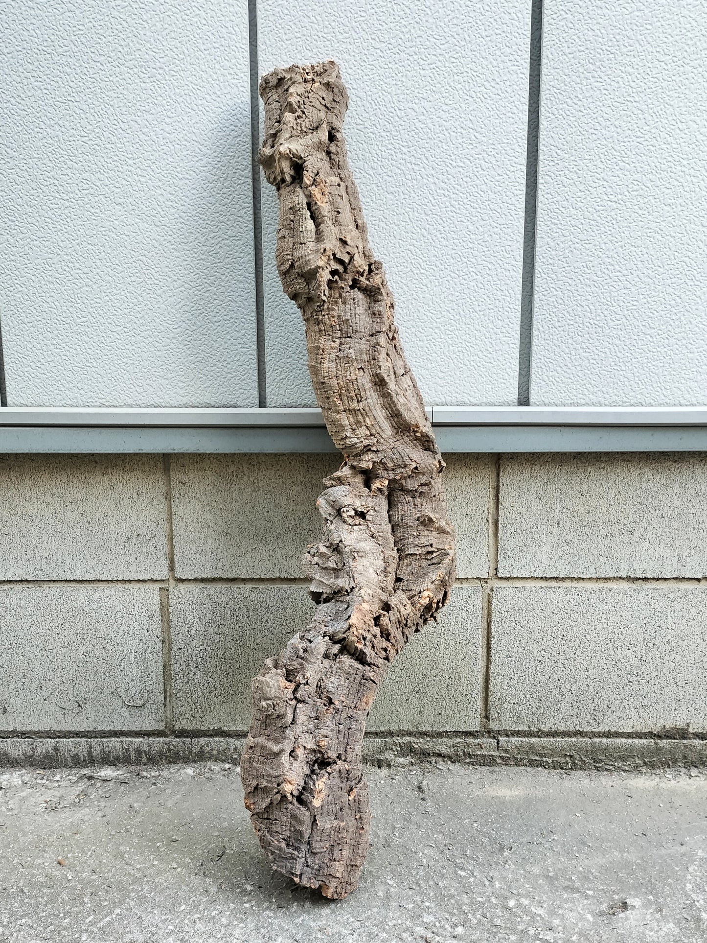 セレクトコルクC