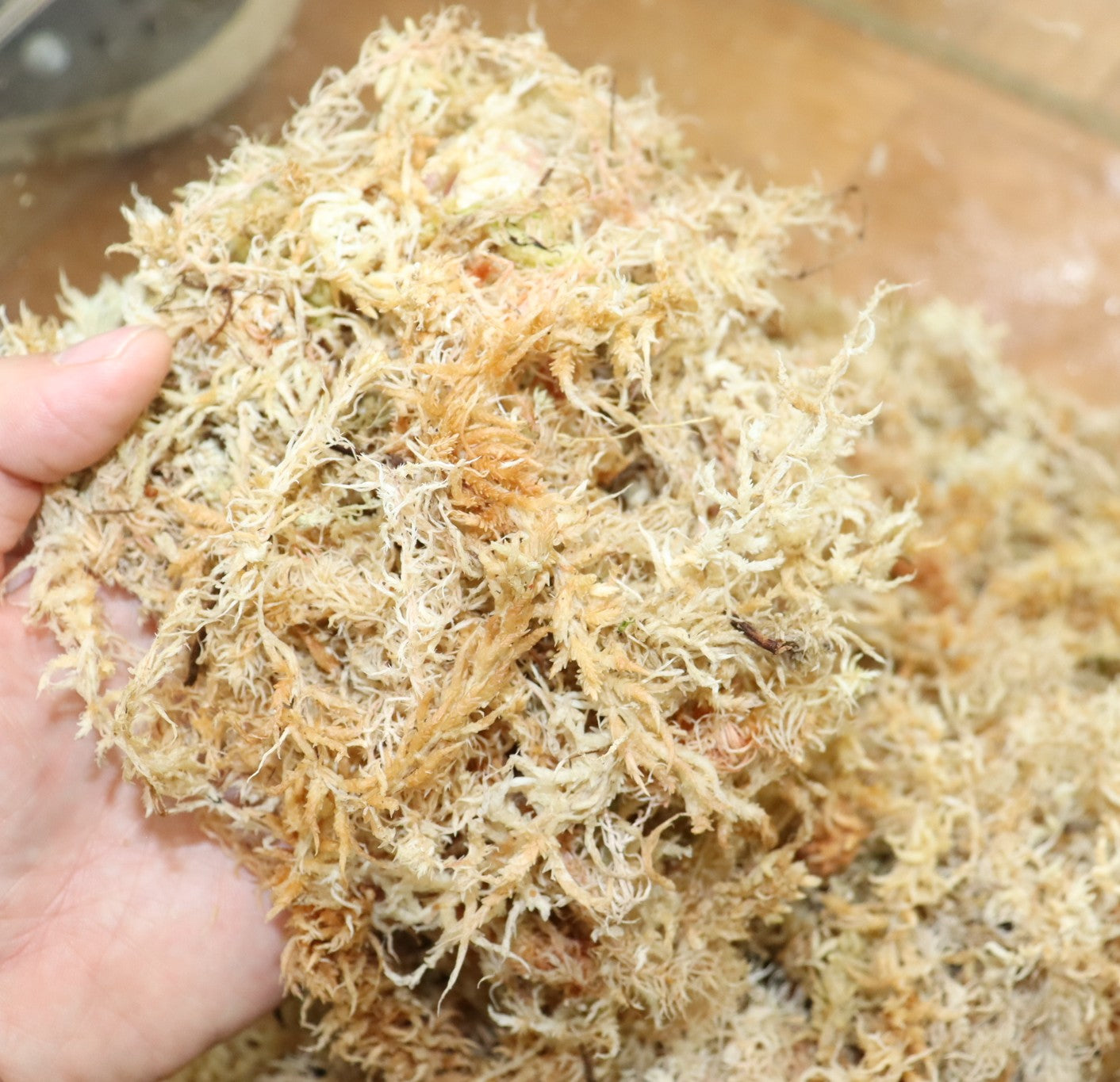 NZ産水苔 5A – PLANT CLUB