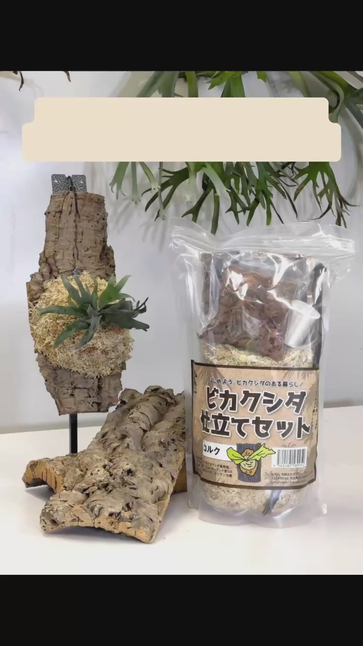 仕立てセット コルク – PLANT CLUB